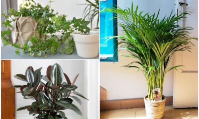 Best Houseplants That Can Help Soothe Your Dry Skin