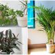 Best Houseplants That Can Help Soothe Your Dry Skin