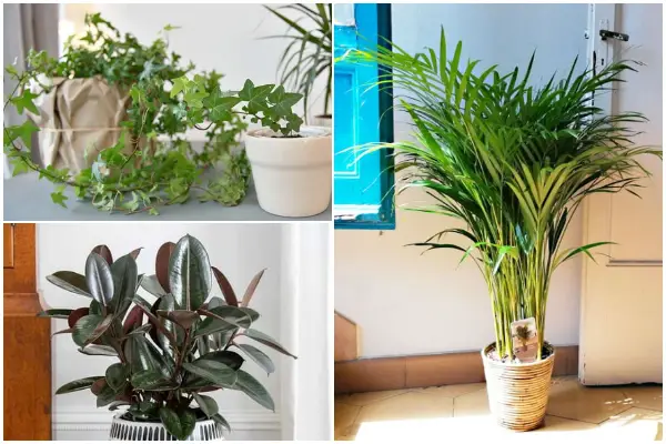 Best Houseplants That Can Help Soothe Your Dry Skin