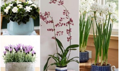 Best Houseplants That Emit Fragrance