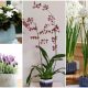 Best Houseplants That Emit Fragrance