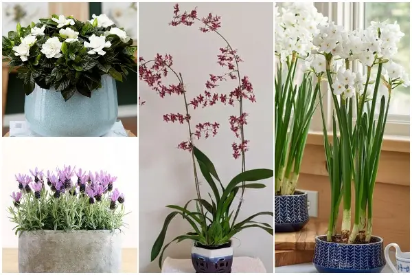 Best Houseplants That Emit Fragrance