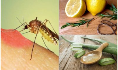Best Natural Remedies for Mosquito Bite Itches