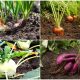 Best Root Vegetables to Grow in the Garden