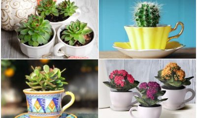 Best Succulents Look Beautiful When Grown in Cups