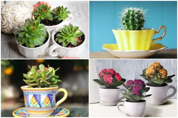 Best Succulents Look Beautiful When Grown in Cups