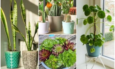 Best Succulents That Brings Luck, Fortune, and Money