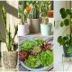 Best Succulents That Brings Luck, Fortune, and Money