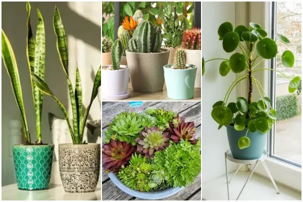 Best Succulents That Brings Luck, Fortune, and Money