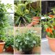 Best Summer Vegetables for Gardening Pots