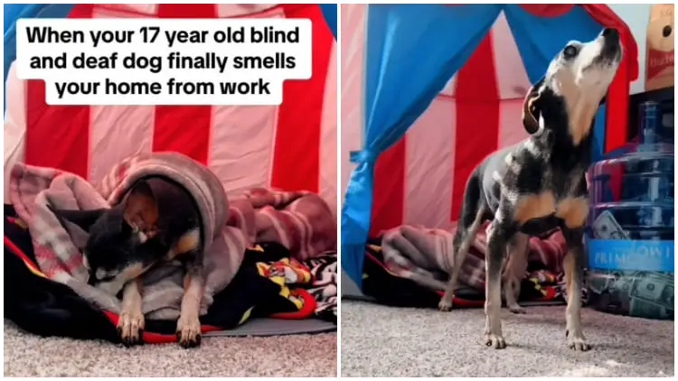 Blind and Deaf Dog Can Sense When Owner is Home