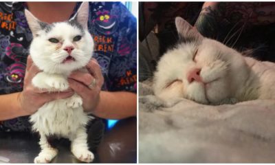 Blind and Dwarf Munchkin Cat Finds a Forever Loving Home After Being Left Behind by Her Family