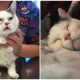 Blind and Dwarf Munchkin Cat Finds a Forever Loving Home After Being Left Behind by Her Family