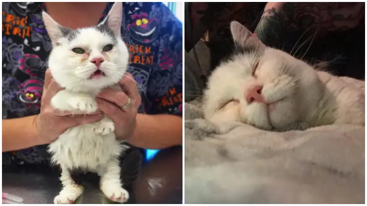 Blind and Dwarf Munchkin Cat Finds a Forever Loving Home After Being Left Behind by Her Family