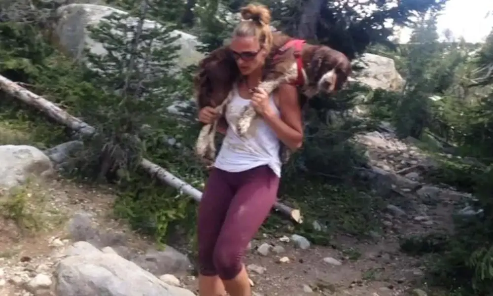 Brave Hiker Rescues 55-Pound Hurt Dog, Carries Him Down the Mountain on Her Shoulders for 6 Hours