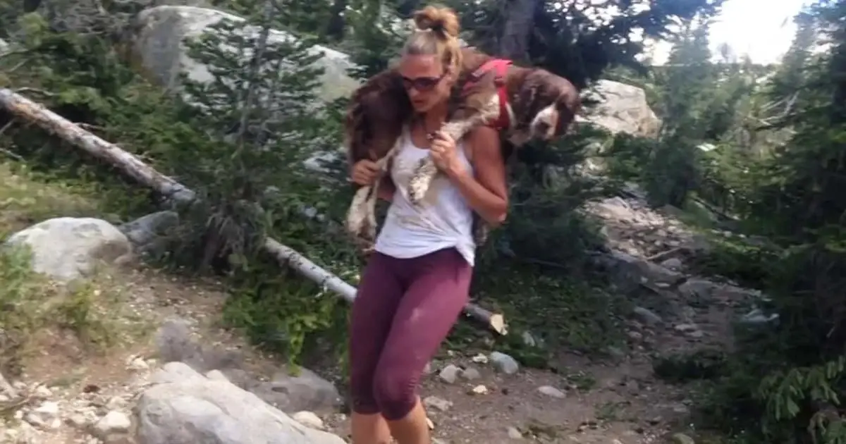 Brave Hiker Rescues 55-Pound Hurt Dog, Carries Him Down the Mountain on Her Shoulders for 6 Hours