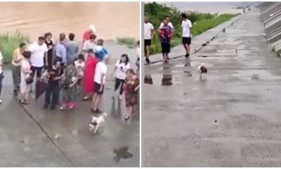 Brave Stray Mother Dog Risks Her Life To Save Her Puppy Stranded In Floodwaters