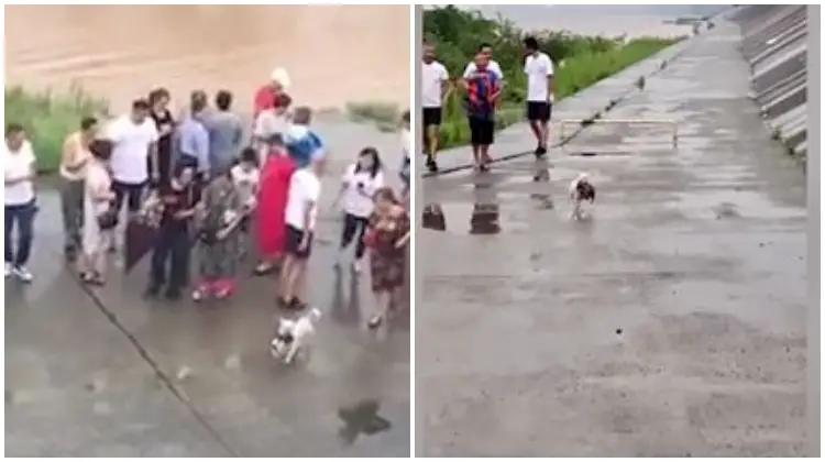 Brave Stray Mother Dog Risks Her Life To Save Her Puppy Stranded In Floodwaters