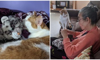 Cat Sits Patiently As Grandma Fixes His Favorite Stuffed Toy