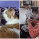 Cat Sits Patiently As Grandma Fixes His Favorite Stuffed Toy