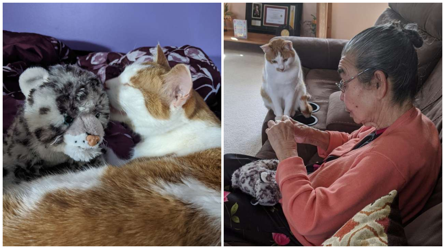 Cat Sits Patiently As Grandma Fixes His Favorite Stuffed Toy