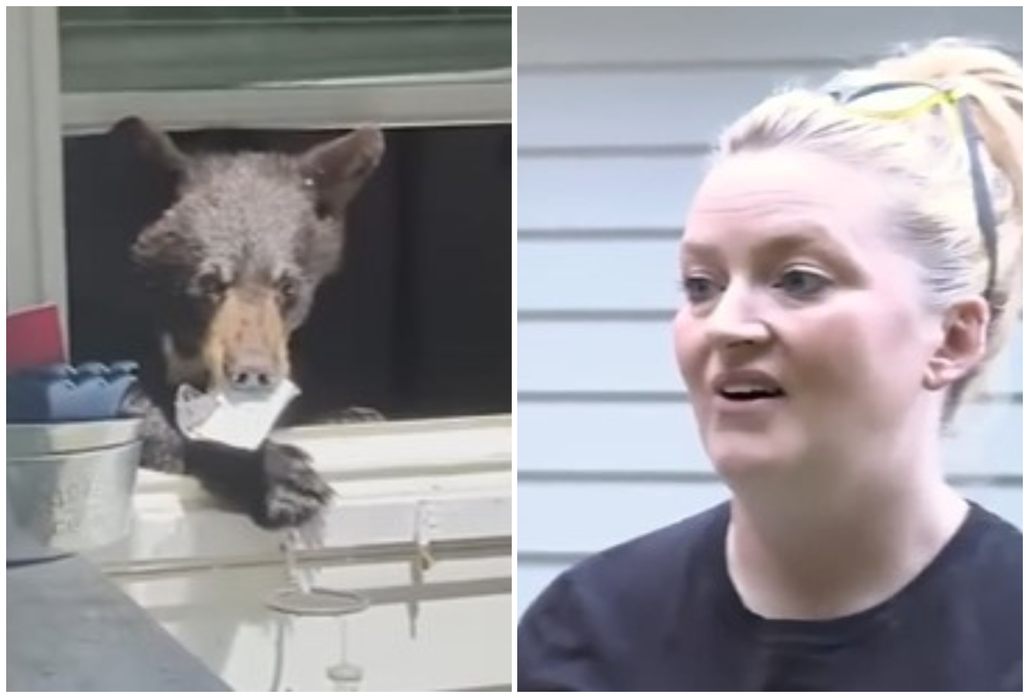 Cat Warns Her Mom There Is A Bear In The House