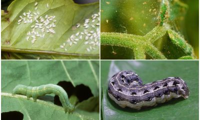 Common Cucumber Pests