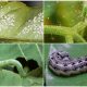 Common Cucumber Pests