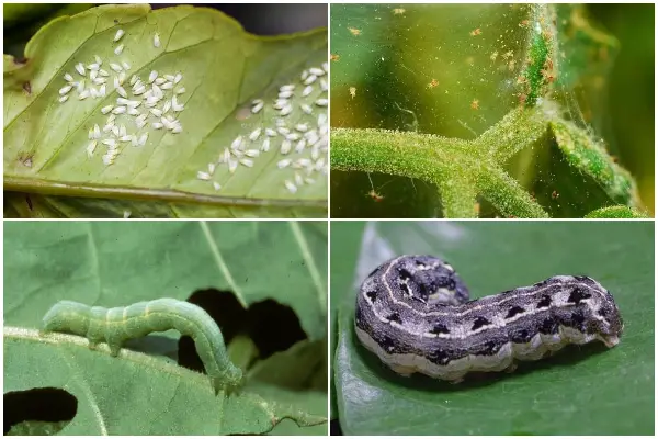 Common Cucumber Pests