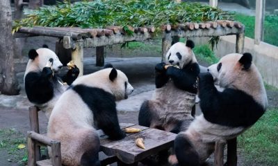 Cute Pandas Enjoy a Tea Party, Relaxing on a Table Like Humans, Making a Viral Video on the Internet