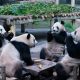 Cute Pandas Enjoy a Tea Party, Relaxing on a Table Like Humans, Making a Viral Video on the Internet