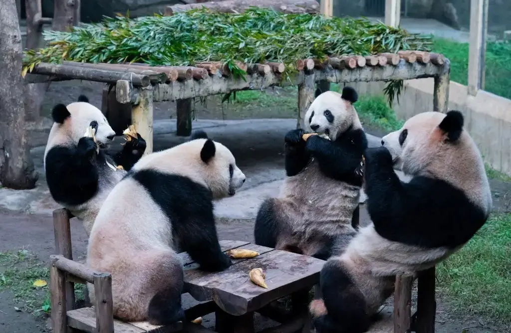 Cute Pandas Enjoy a Tea Party, Relaxing on a Table Like Humans, Making a Viral Video on the Internet