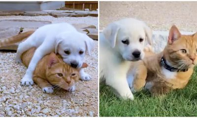 Cute Puppy Tries to Win Over Shy Cat with Lots of Excitement