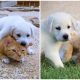 Cute Puppy Tries to Win Over Shy Cat with Lots of Excitement