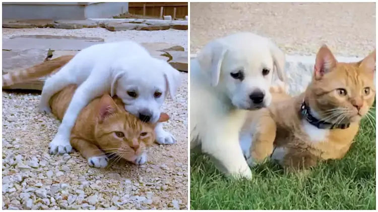 Cute Puppy Tries to Win Over Shy Cat with Lots of Excitement