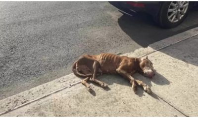 Dog Covered in Urine and Fleas Found Alive, Catching Pedestrians' Attention