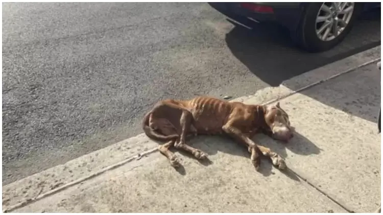 Dog Covered in Urine and Fleas Found Alive, Catching Pedestrians' Attention