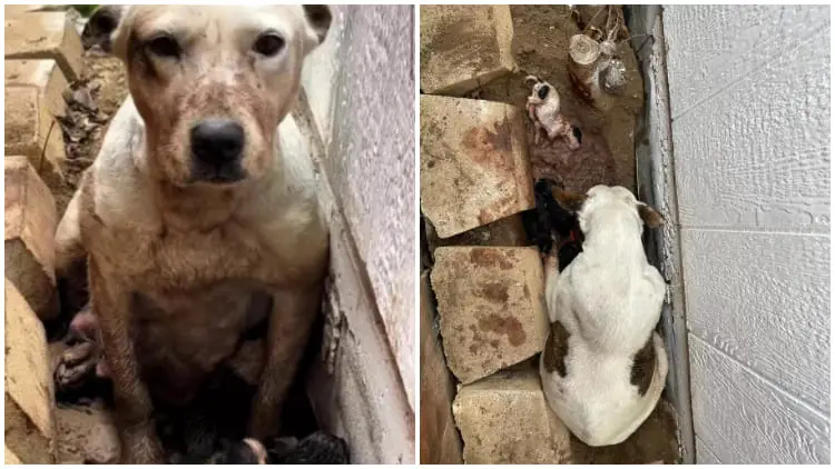 Dog Waits in Mud for Hours, Hoping Someone Notices the Surprise at Her Paws