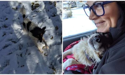 Dog Whines With Happiness After Being Saved From A Life Chained Up In The Snow