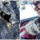 Dog Whines With Happiness After Being Saved From A Life Chained Up In The Snow