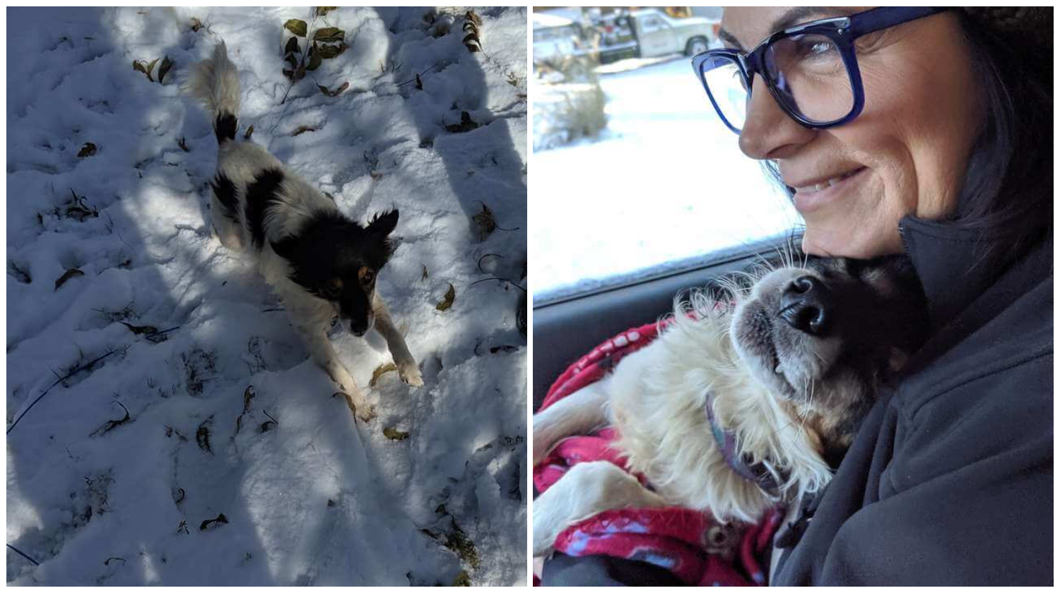 Dog Whines With Happiness After Being Saved From A Life Chained Up In The Snow