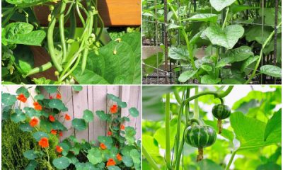 Easy-to-grow Climbing Vegetables for Any Vertical Space
