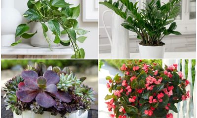 Easy-to-grow Houseplants for Hardy Condition