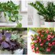 Easy-to-grow Houseplants for Hardy Condition