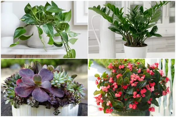 Easy-to-grow Houseplants for Hardy Condition