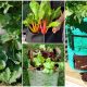 Easy-to-grow Veggies in Bags