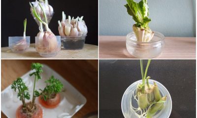 Easy-to-regrow Vegetables in Water