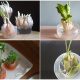 Easy-to-regrow Vegetables in Water