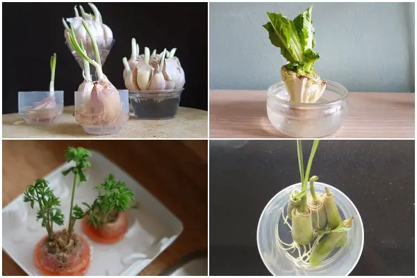 Easy-to-regrow Vegetables in Water