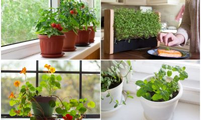 Edible Indoor Plants That You Can Eat